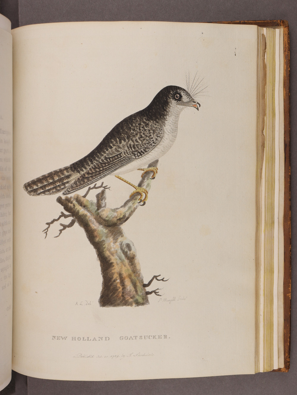 Plate 42